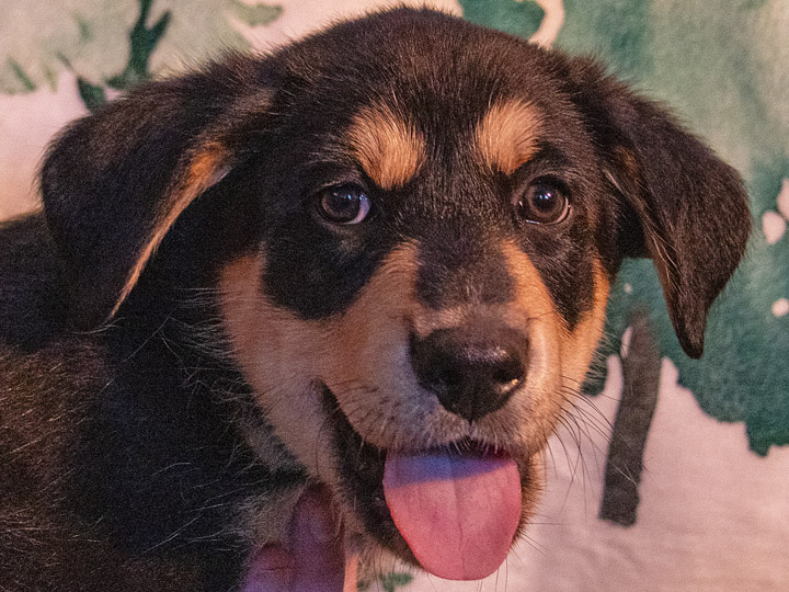 chinook puppy